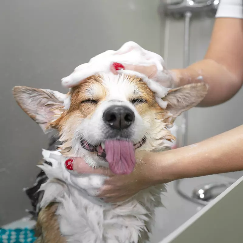 Pet Caretaker
